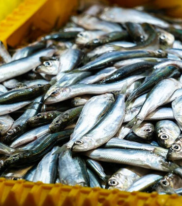 Anchovy - நெத்திலி மீன்