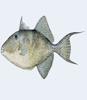 Trigger Fish - கிளாத்தி மீன்